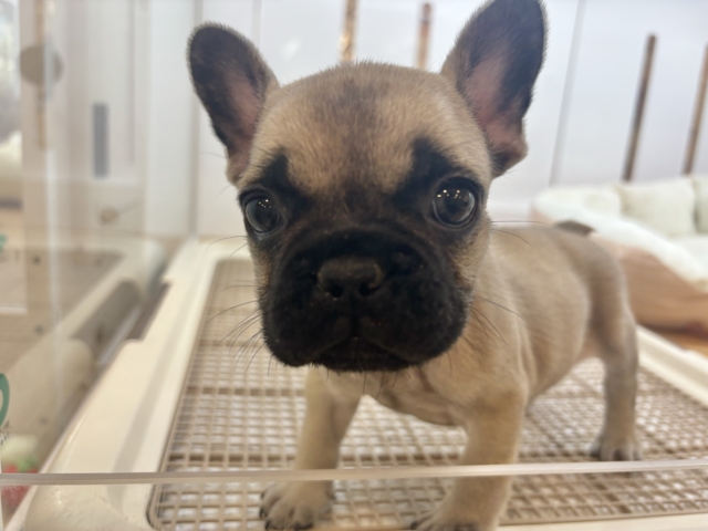 フレンチブルドッグ