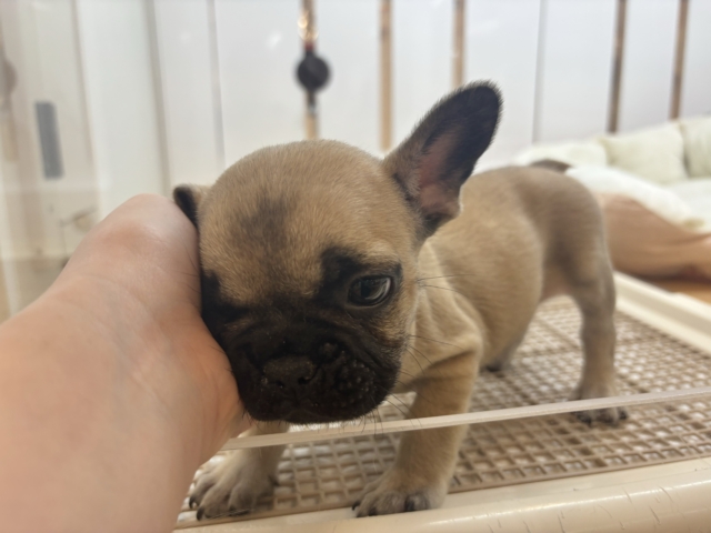 フレンチブルドッグ