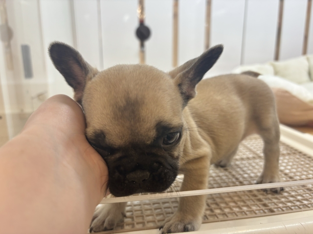 フレンチブルドッグ