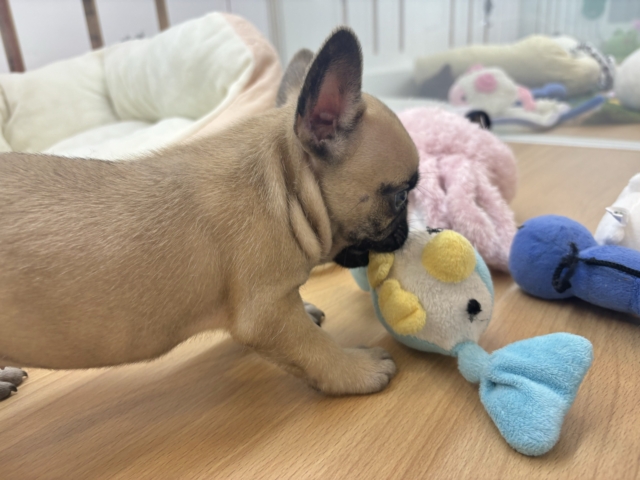 フレンチブルドッグ