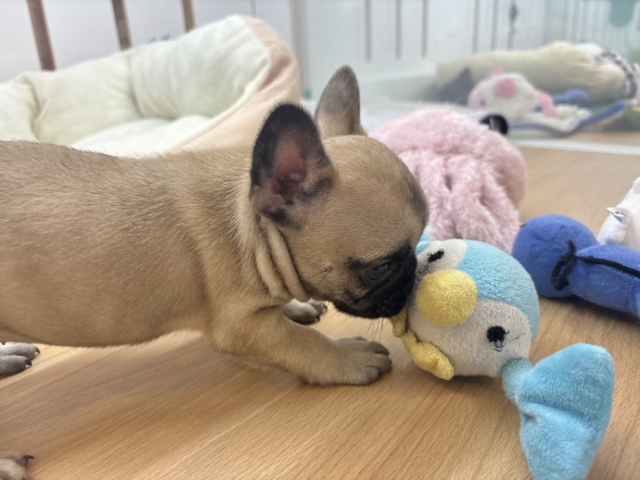 フレンチブルドッグ