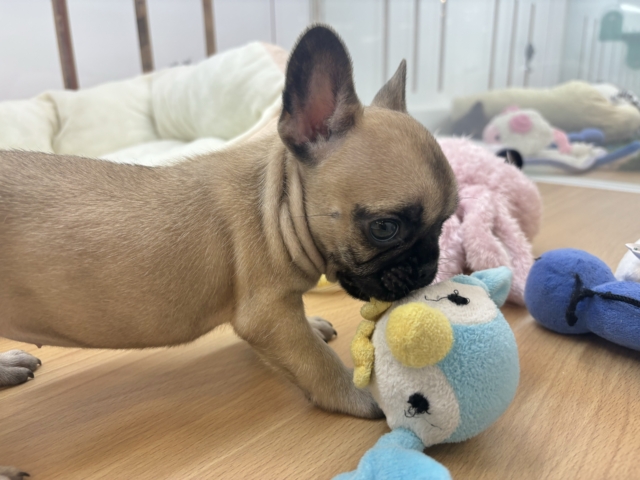 フレンチブルドッグ