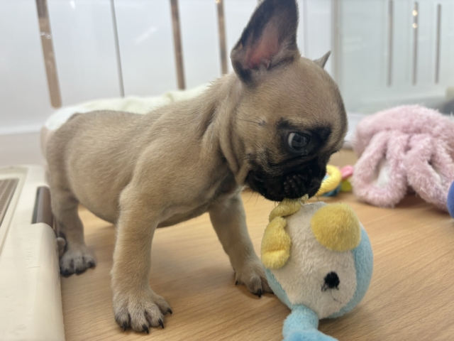 フレンチブルドッグ