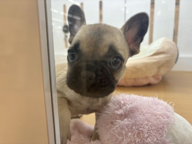 フレンチブルドッグ