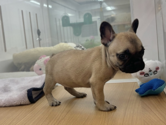 フレンチブルドッグ