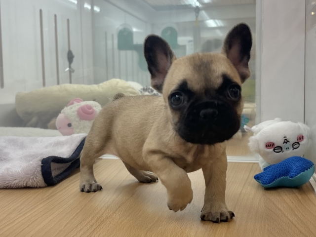 フレンチブルドッグ