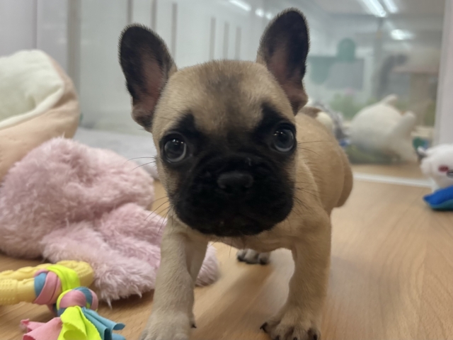 フレンチブルドッグ