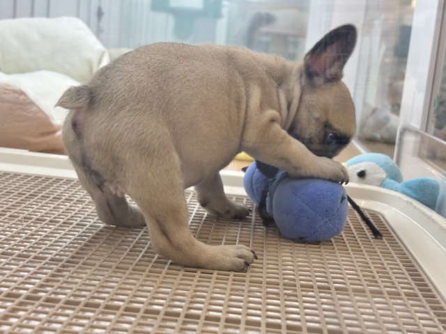 フレンチブルドッグ