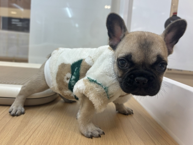 フレンチブルドッグ