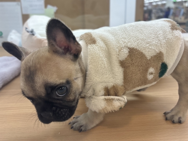 フレンチブルドッグ