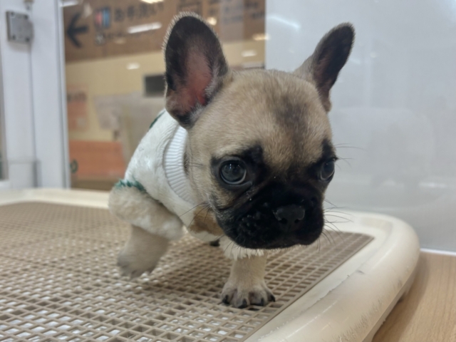 フレンチブルドッグ