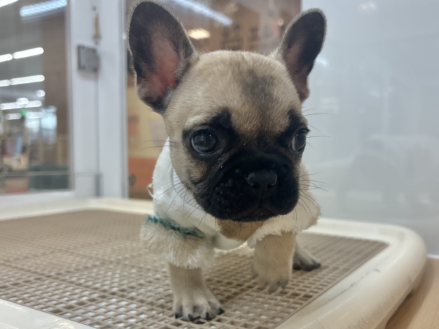 あたちの可愛さ知ったら最後だよ？フレンチブルドッグちゃん！