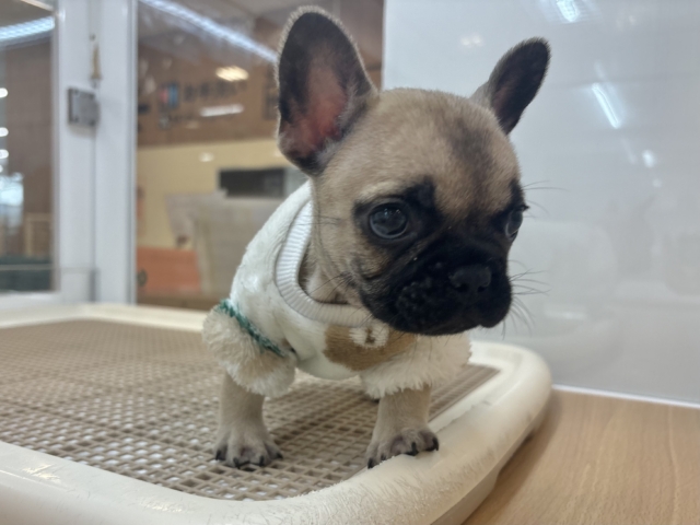 フレンチブルドッグ