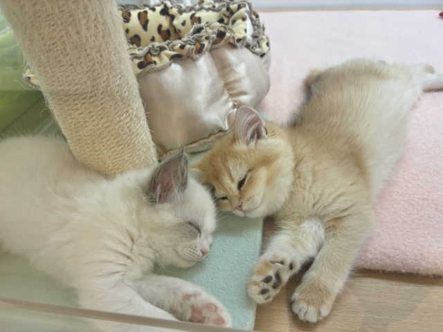 ブリティッシュショートヘア