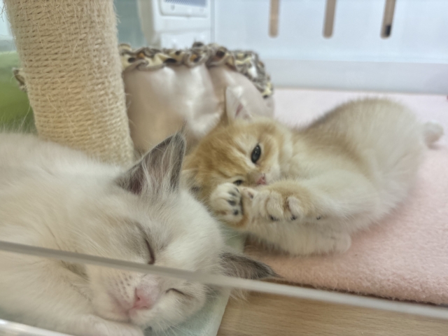 ブリティッシュショートヘア