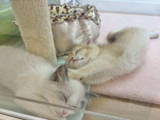 ブリティッシュショートヘア