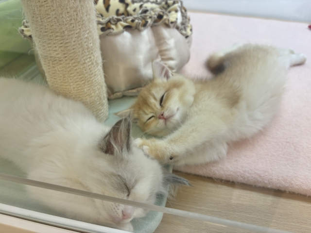 ブリティッシュショートヘア