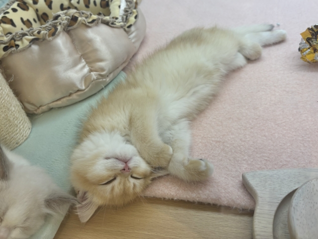 ブリティッシュショートヘア