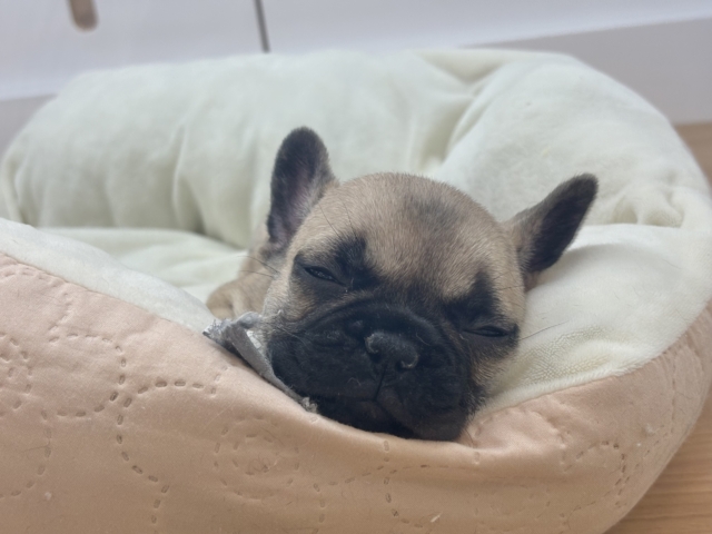 フレンチブルドッグ