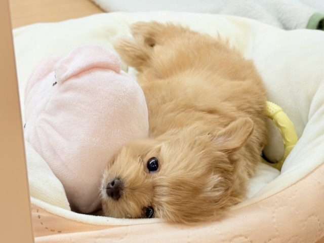 マッチョマ〜〜ン♡チワプーくん! チワプー