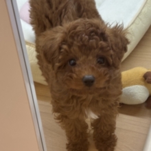 超ホヤホヤ最新画像✨僕の可愛さは天下一♡トイプードルくん！