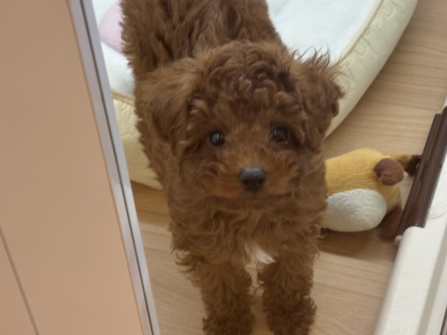 超ホヤホヤ最新画像✨僕の可愛さは天下一♡トイプードルくん！