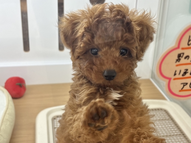 超ホヤホヤ最新画像✨僕の可愛さは天下一♡トイプードルくん! トイプードル