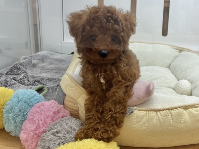 超ホヤホヤ最新画像✨僕の可愛さは天下一♡トイプードルくん! トイプードル