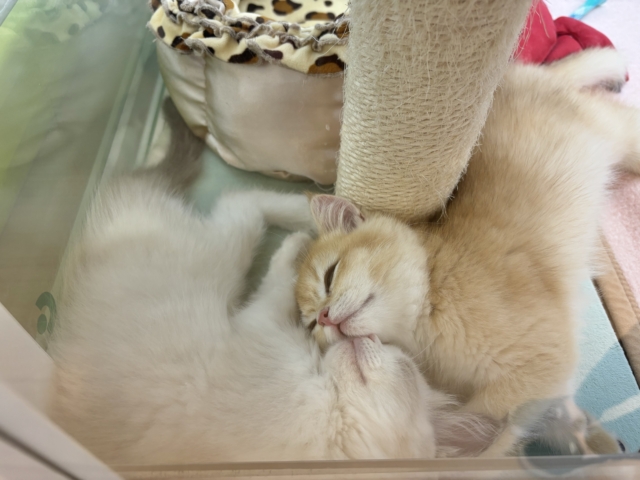 ブリティッシュショートヘア