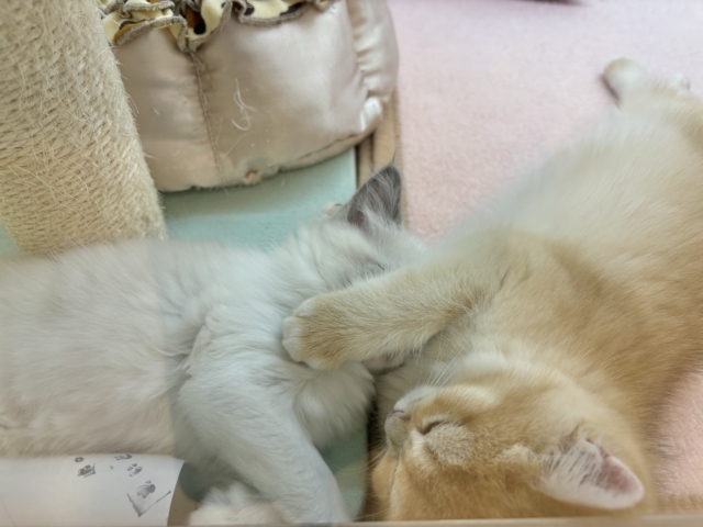 ブリティッシュショートヘア