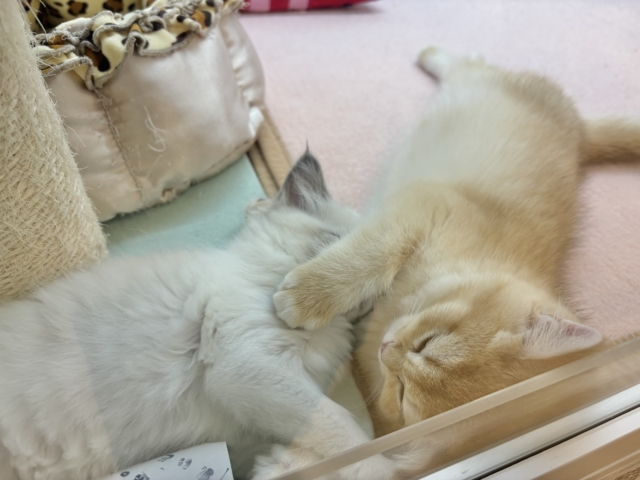 ブリティッシュショートヘア