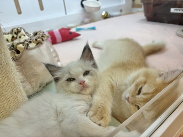 ブリティッシュショートヘア