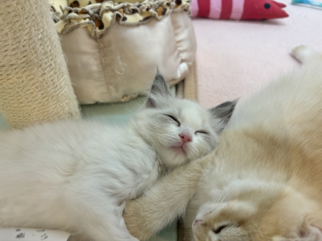 とびっきりの美人さん参上〜♡ラグドールちゃん! ラグドール