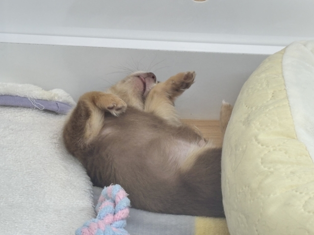 超ホヤホヤ最新画像✨お腹の大サービスしちゃうもん♡チワワくん! チワワ