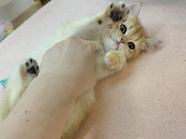 ブリティッシュショートヘア