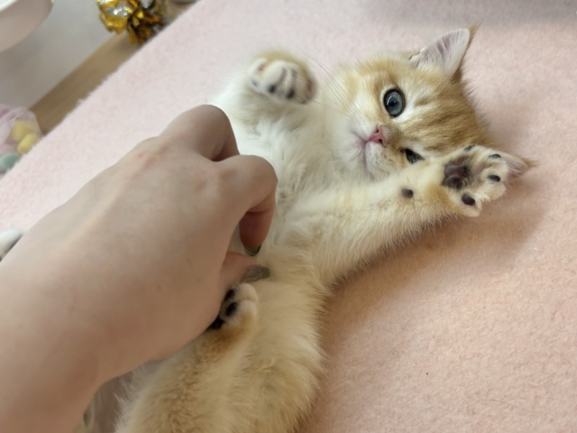 ブリティッシュショートヘア