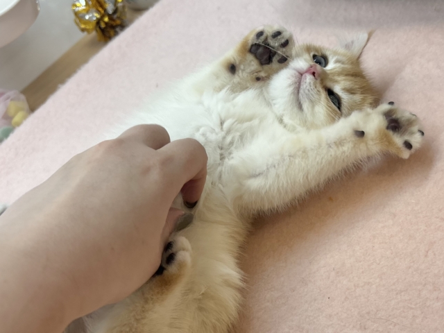 ブリティッシュショートヘア