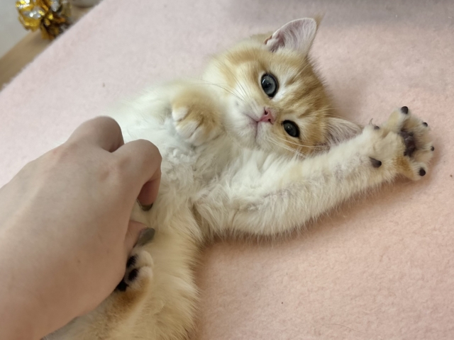 ブリティッシュショートヘア