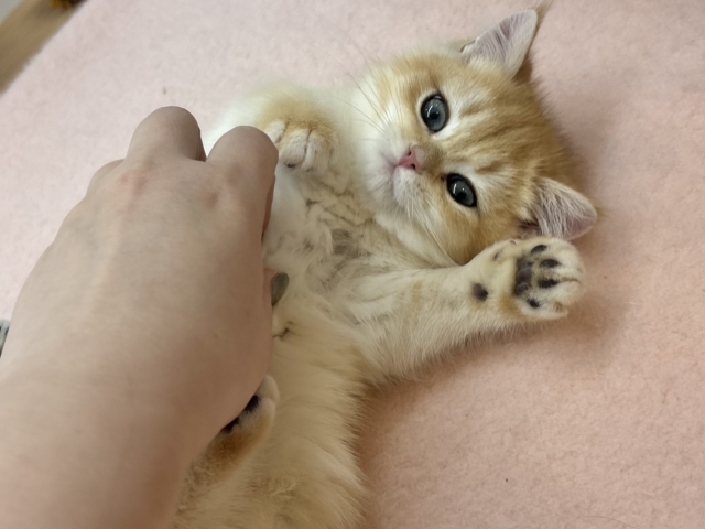 ブリティッシュショートヘア