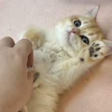 めためたに可愛いオイラが来たよ〜♥ブリティッシュショートヘアくん！