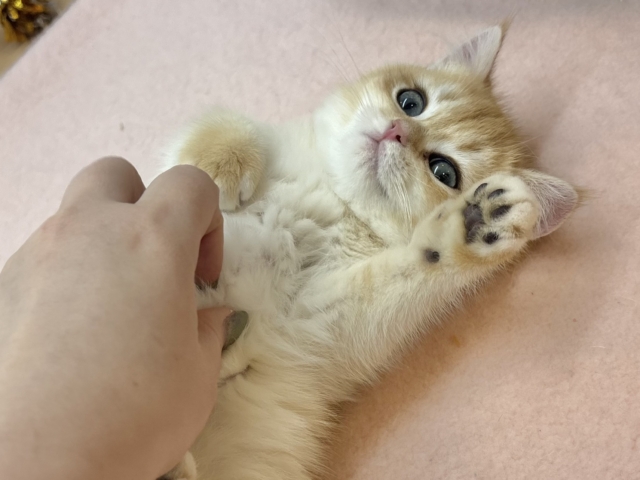 めためたに可愛いオイラが来たよ〜♥ブリティッシュショートヘアくん！