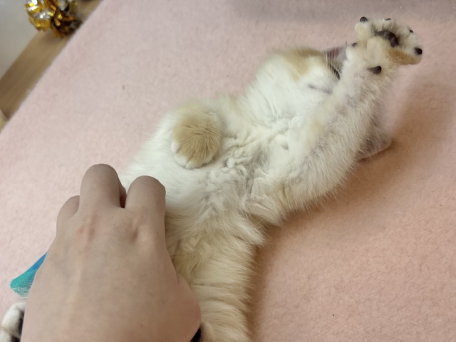 ブリティッシュショートヘア