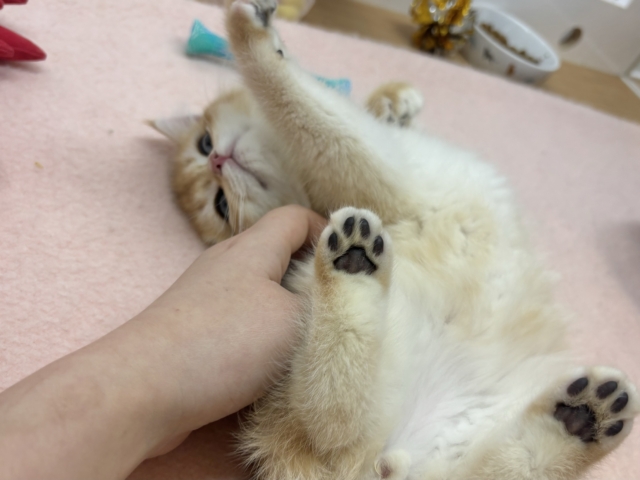 ブリティッシュショートヘア