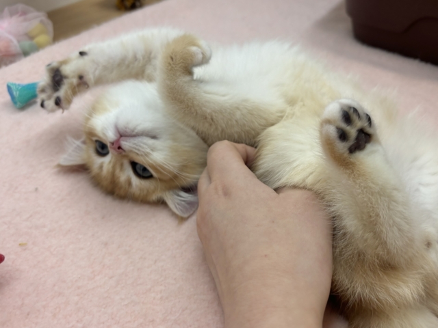 ブリティッシュショートヘア