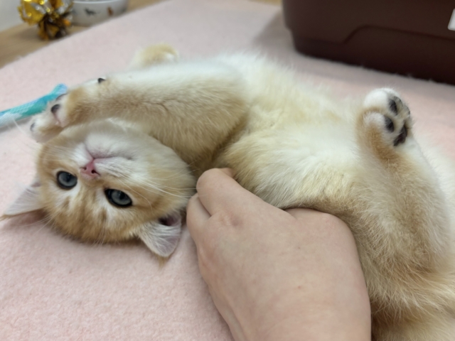 ブリティッシュショートヘア