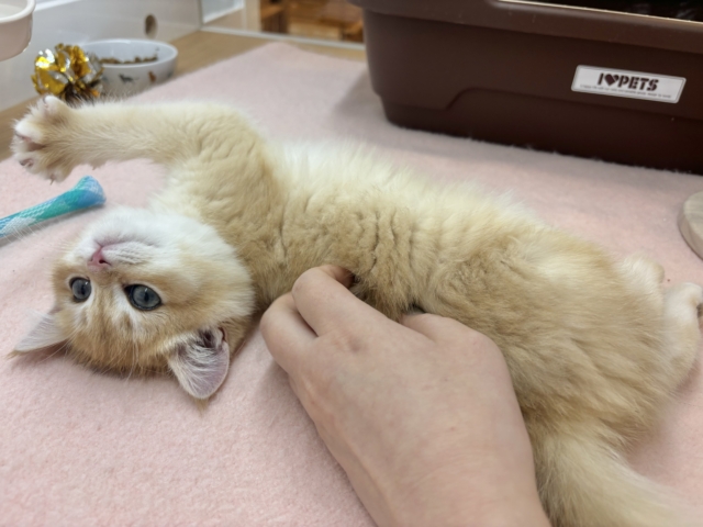 ブリティッシュショートヘア