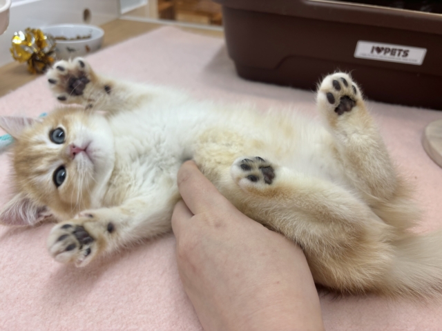 ブリティッシュショートヘア