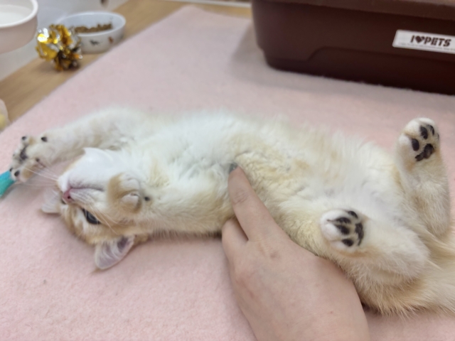 ブリティッシュショートヘア