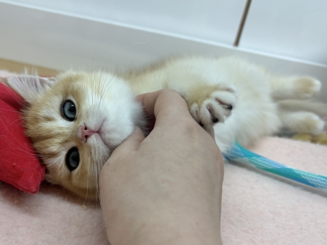 ブリティッシュショートヘア