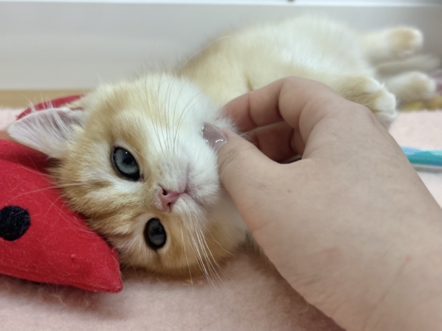 ブリティッシュショートヘア